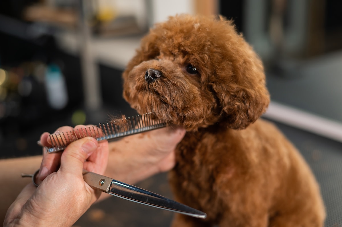 Blog - Pet Kuaförlüğü İçin Gerekli Malzemeler